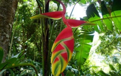 Hangin Lobster Claw Heliconia