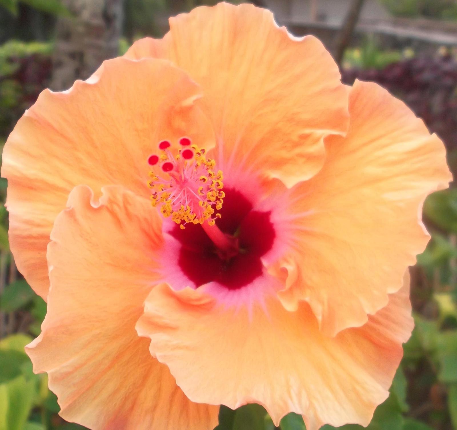 Pretty Peach Hibiscus Hawaii Pictures