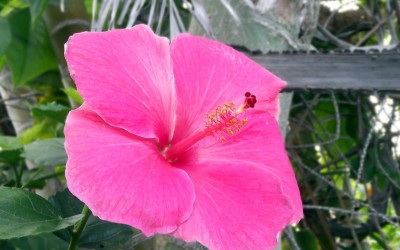 Pink Hibiscus