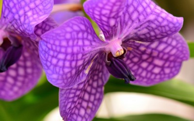 Purple Flower in Hawaii