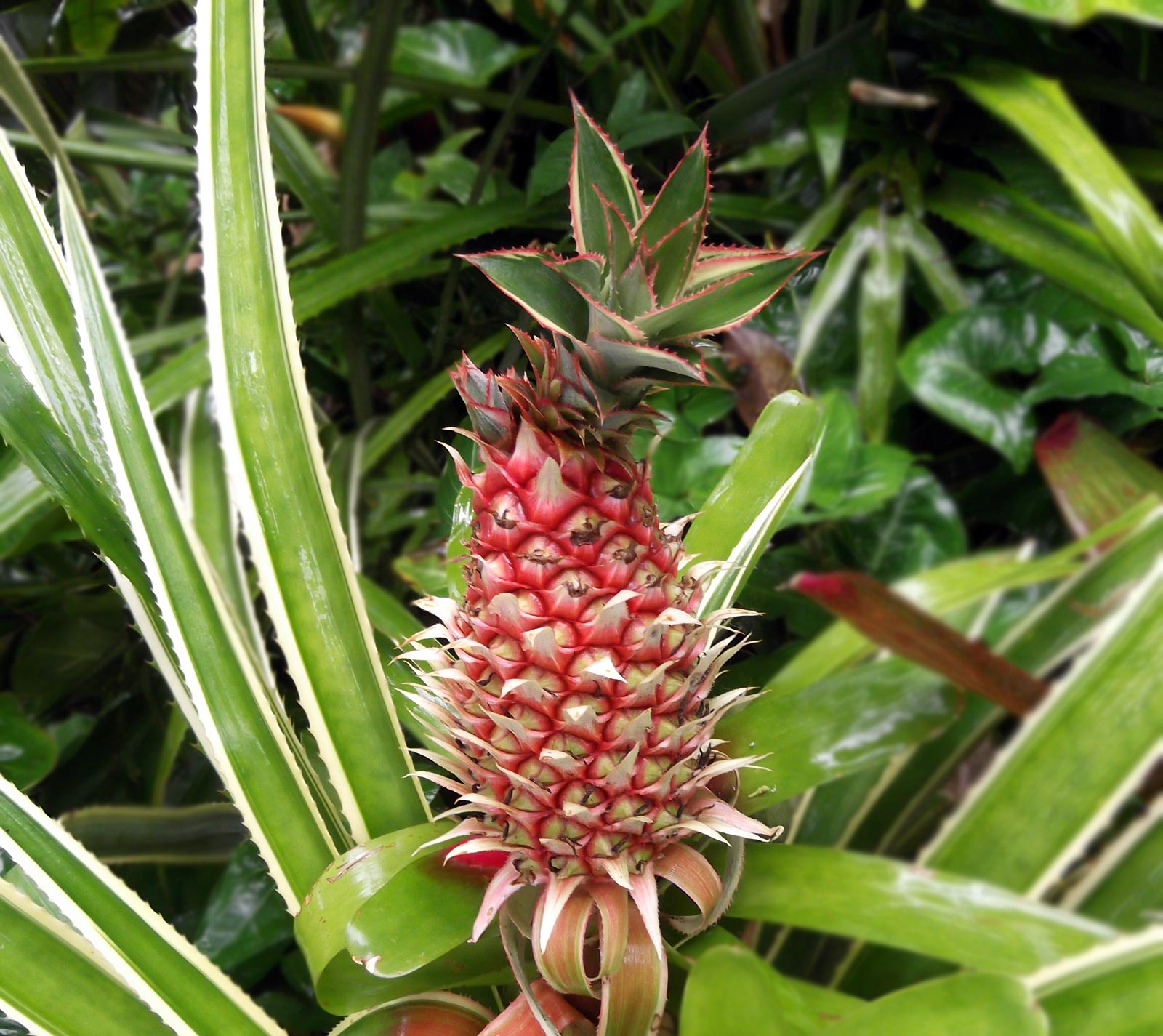 hawaiipineapple Hawaii Pictures