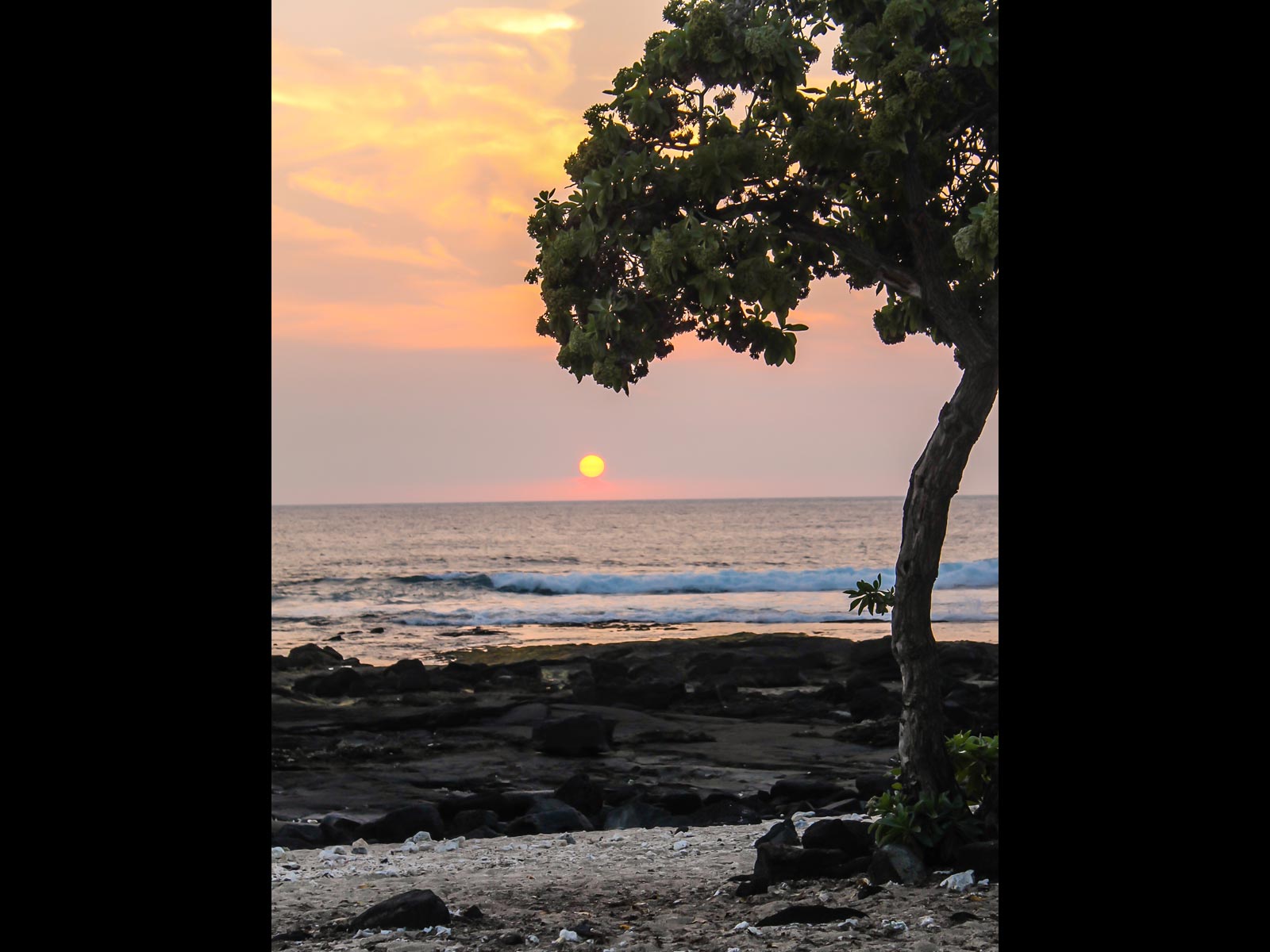 Pine Trees Hawaii Pictures