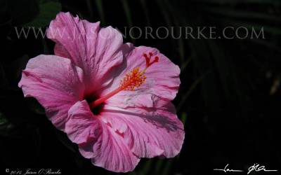 Shadowy Pink Hibiscus