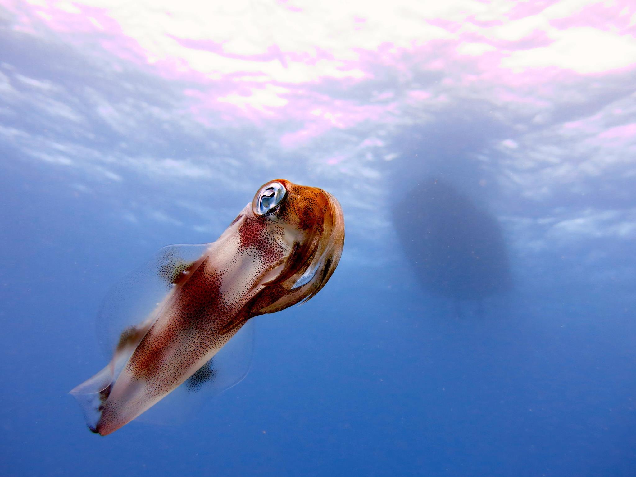 squid or cuttle fish Hawaii Pictures