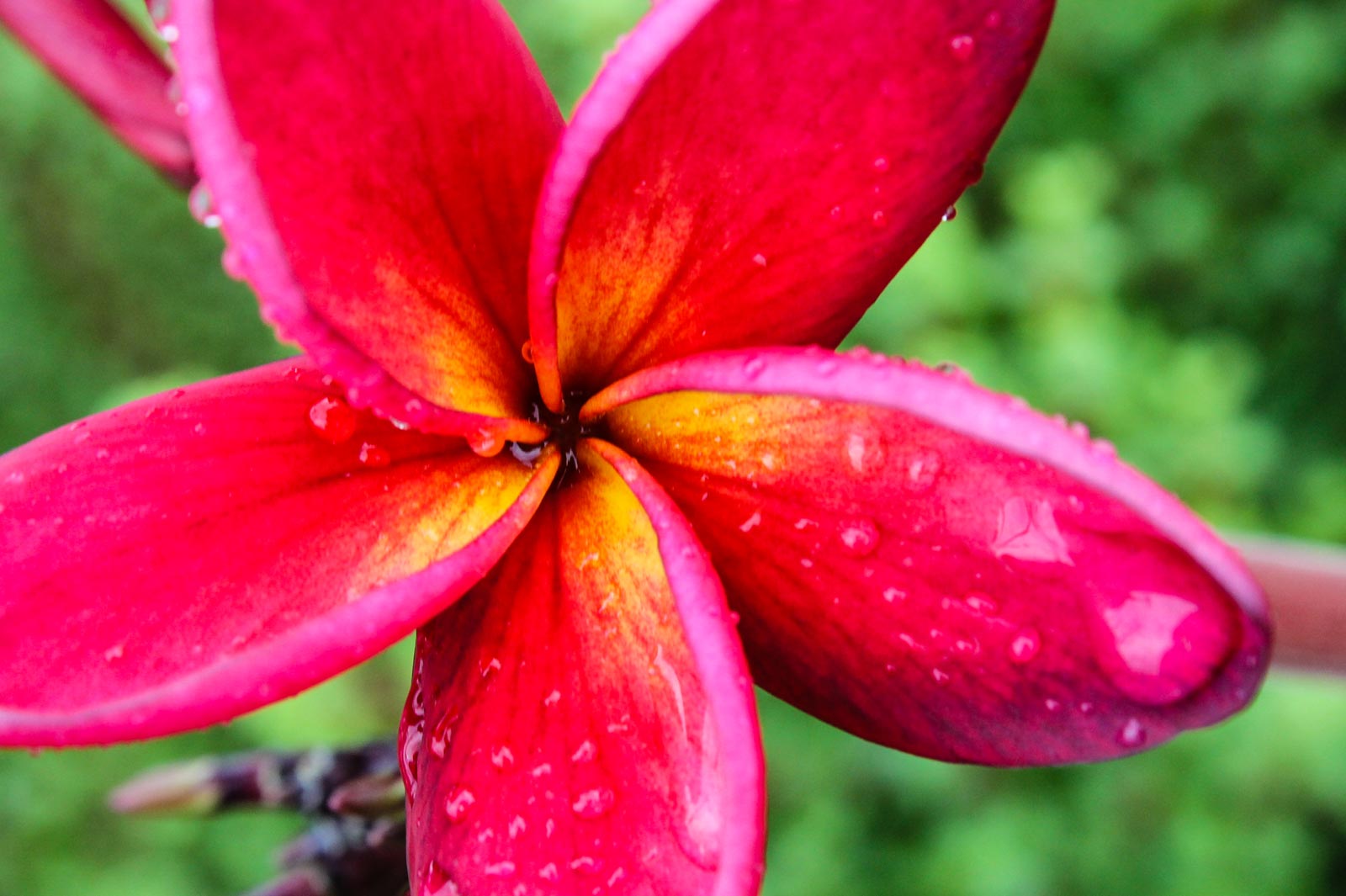 Cinnamon Plumeria Hawaii Pictures