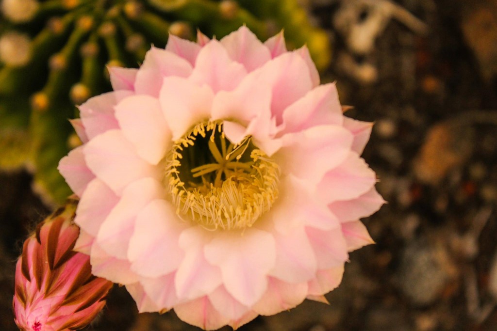 pink-hawaii-flower