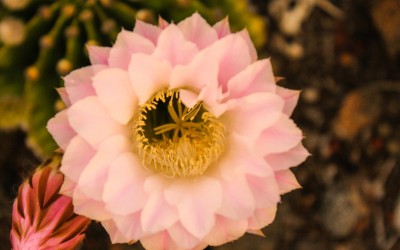 pink-hawaii-flower