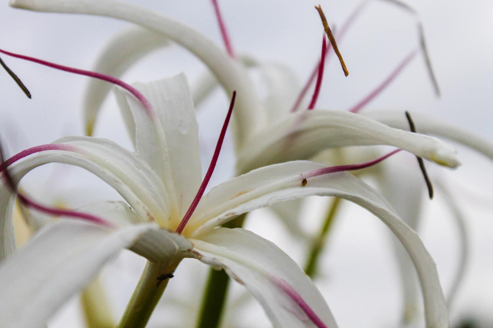 Crinum Lily Hawaii Pictures