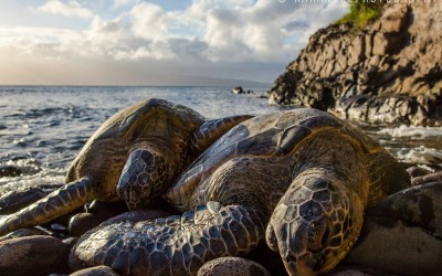 Maui Sea Turtles