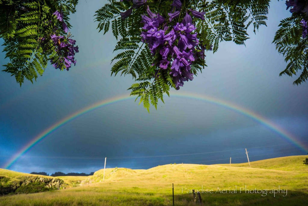 Upcountry Maui Rainbow