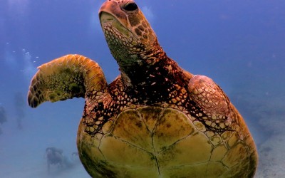 3-finned Green Sea Turtle