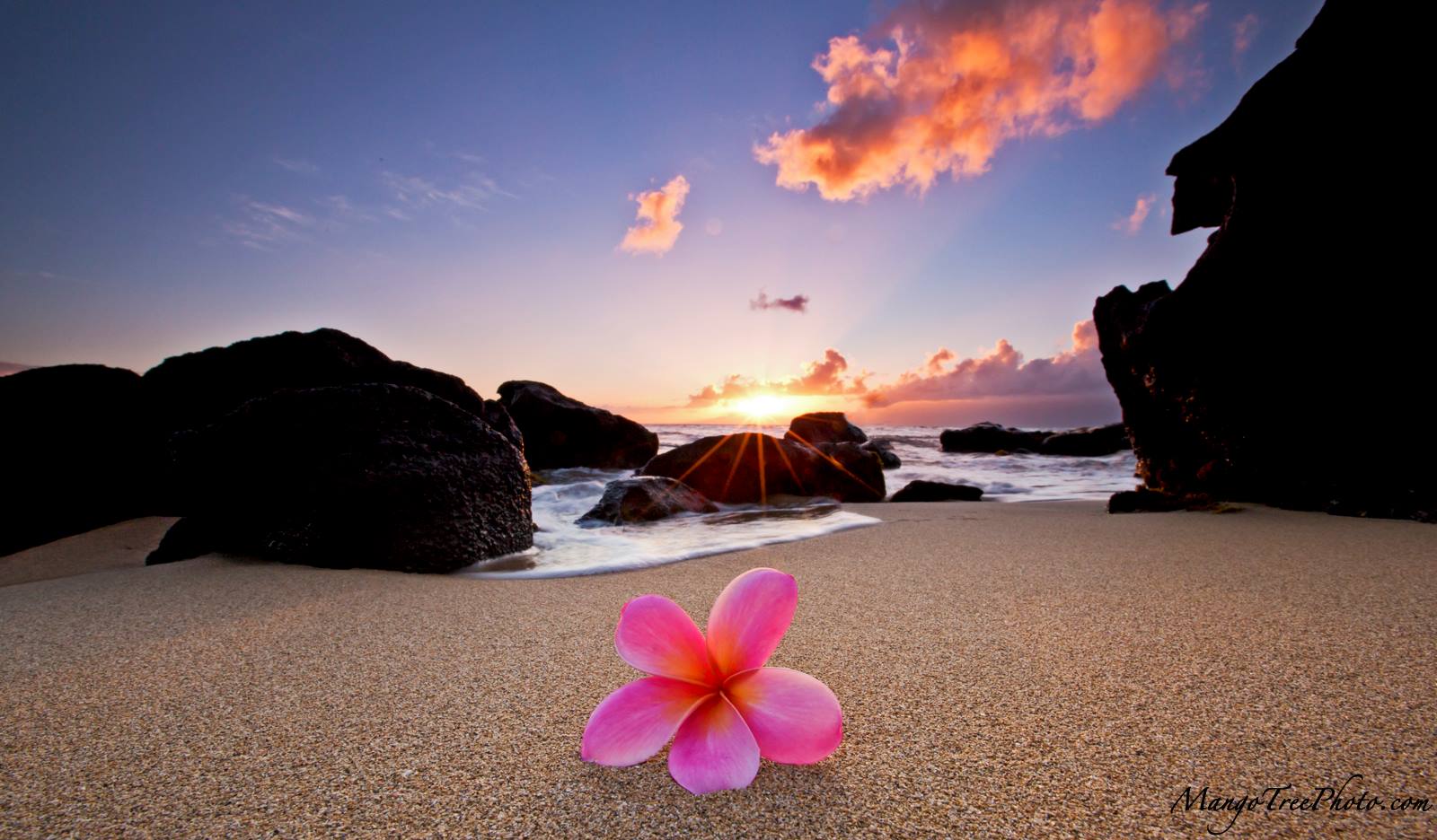 Plumeria by the Sea - Hawaii Pictures