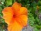 Orange Hibiscus, Hawaii